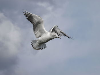 Low angle view of seagull flying in sky