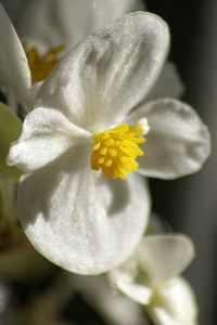 Close-up of white flowers blooming outdoors