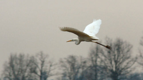 Great egret flying in mid-air