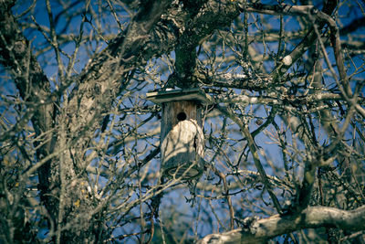 Low angle view of bird on branch