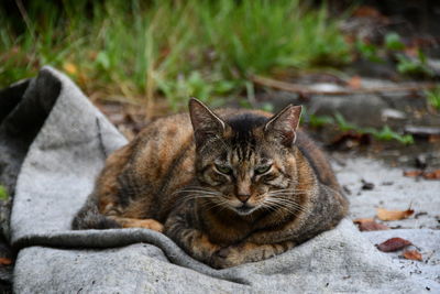 Close-up portrait of a cat resting