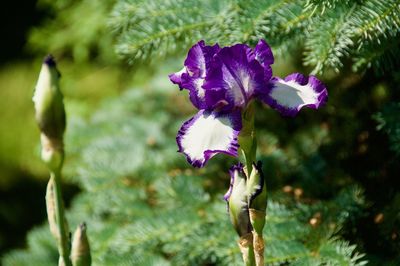 Close-up of purple iris flower