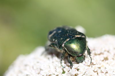 Close-up of green beetle on white flowers