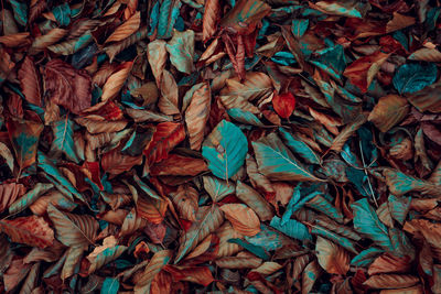 Full frame shot of dry leaves