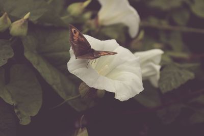 Butterfly on white flower