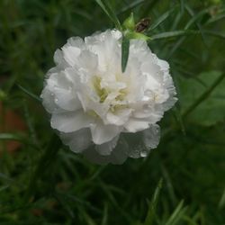 Close-up of white flower blooming outdoors