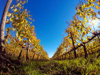 Low angle view of trees against sky during autumn