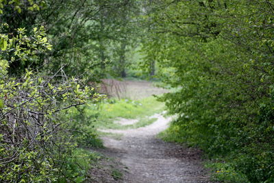 Footpath amidst trees in forest