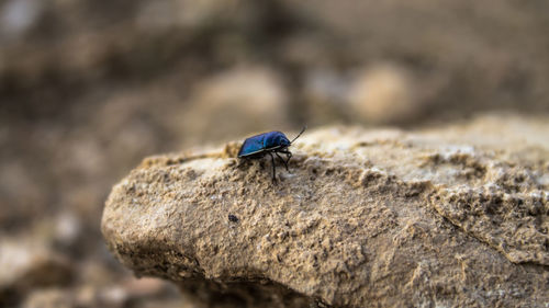 Close-up of insect on rock