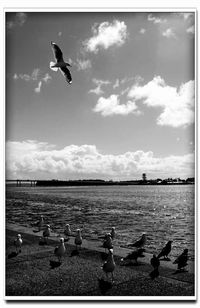 Seagulls flying over sea against sky