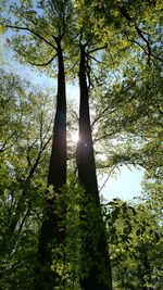 Low angle view of trees in forest