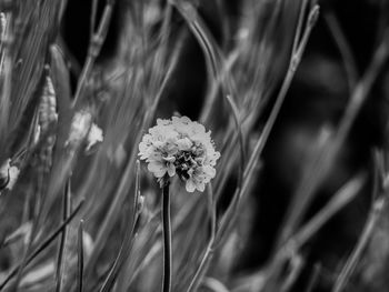 Close-up of flowering plant on field