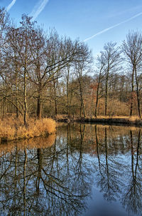 Reflection of trees in calm lake