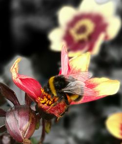 Close-up of bee on flower