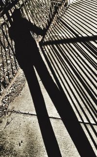 Shadow of tree on the wall