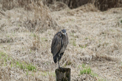 A heron standing on a post