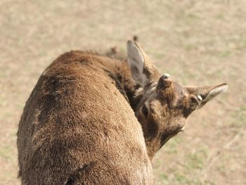 View of deer on field