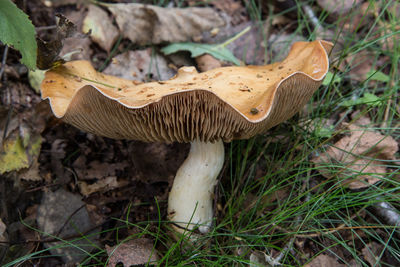 Close-up of mushroom on wood