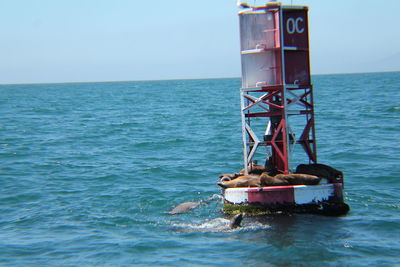 Sea lions lounging on a marker buoy off the coast.