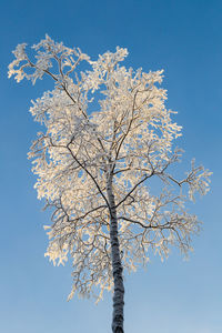 Low angle view of frosty birch tree against blue sky