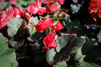 Close-up of red roses