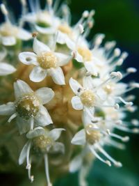 Close-up of white flowers blooming outdoors