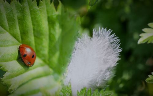 Close-up of ladybug on plant