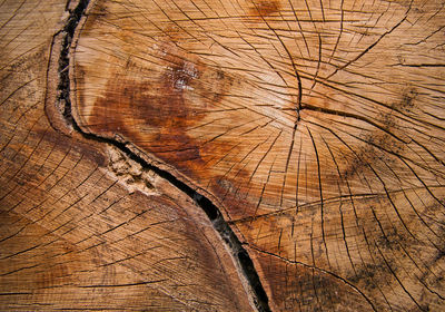 Full frame shot of tree stump in forest