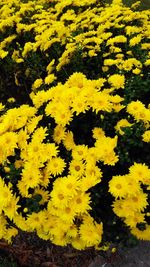 Close-up of yellow flowers blooming outdoors