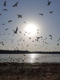 Flock of birds flying over sea