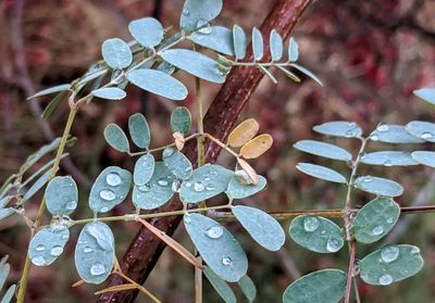 Close-up of raindrops on leaves