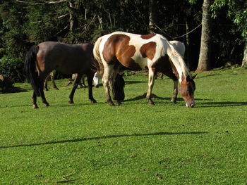 Horses standing in field