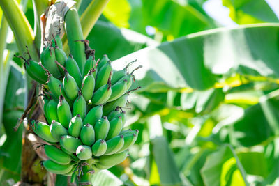 Close-up of banana tree