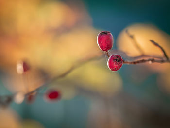 Close-up of red flowering plant