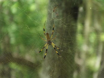 Close-up of spider web