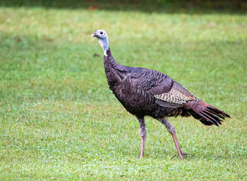 Close-up of turkey on grassy field
