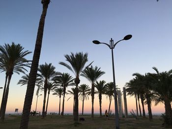 Low angle view of trees against clear sky