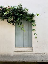 Plants growing on wall over entrance of house