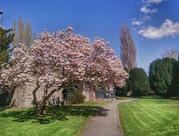 View of cherry blossom trees in park