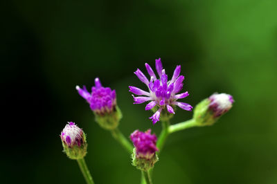 flowering plant