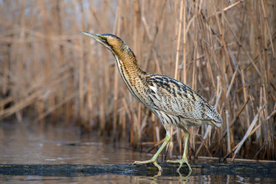 Bird perching on a lake