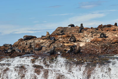 Cape fur seals at bird island in the algoa bay