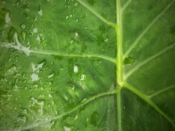 Full frame shot of raindrops on green leaves