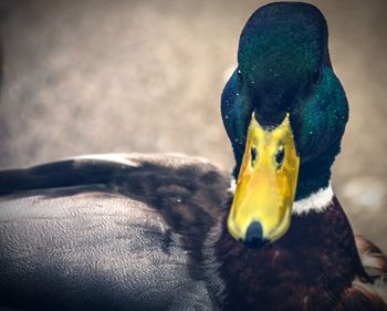 Close-up of yellow duck in water