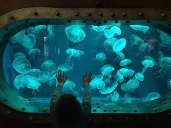 Close-up of jellyfish swimming in sea