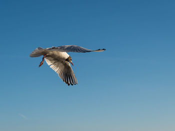 Low angle view of seagul flying in sky