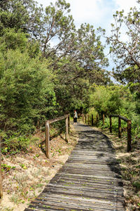 Walkway amidst trees against sky