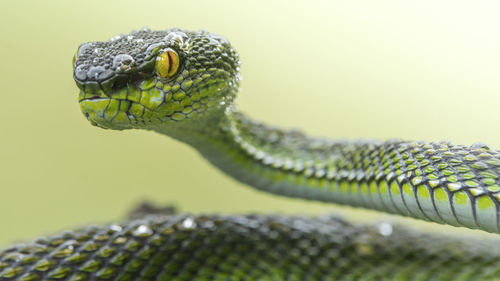 Close-up of green viper snake