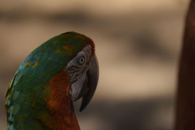 Close-up of bird