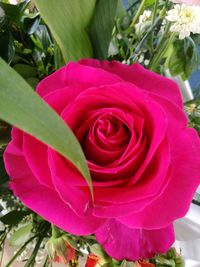 Close-up of pink rose blooming outdoors